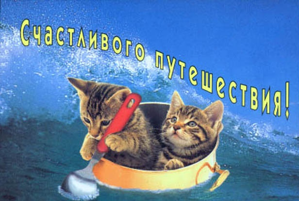 Милая картинка с котиками в море