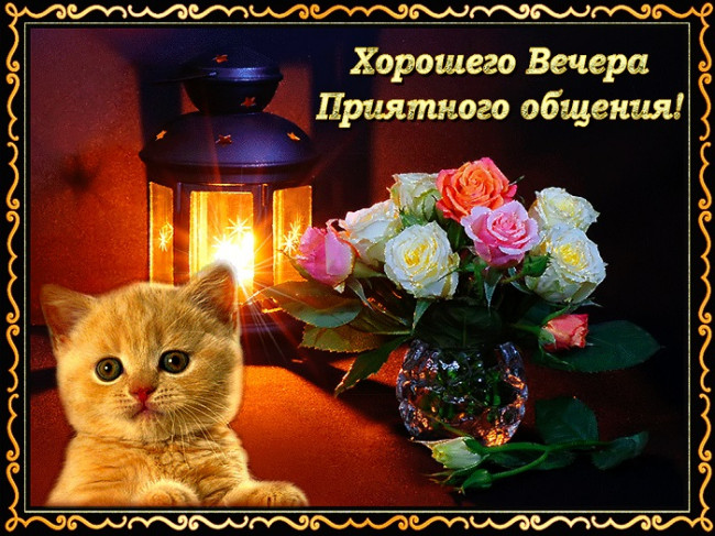 Красивый котик и букет роз