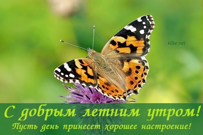 Яркие крылья бабочки