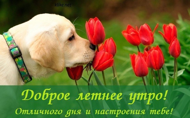 Красивая собака с тюльпанами