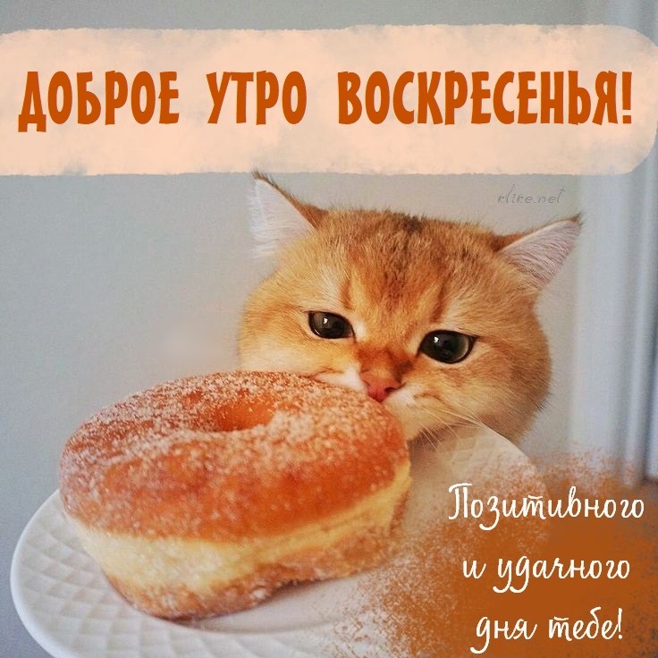 Котик кушает пончик
