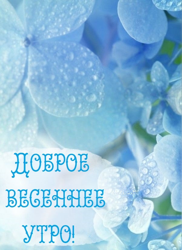 Красивые голубые цветочки