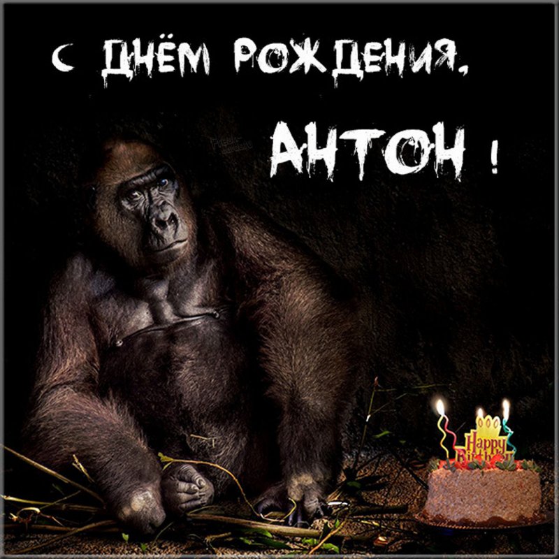 Прикольное фото с днем рождения Антон