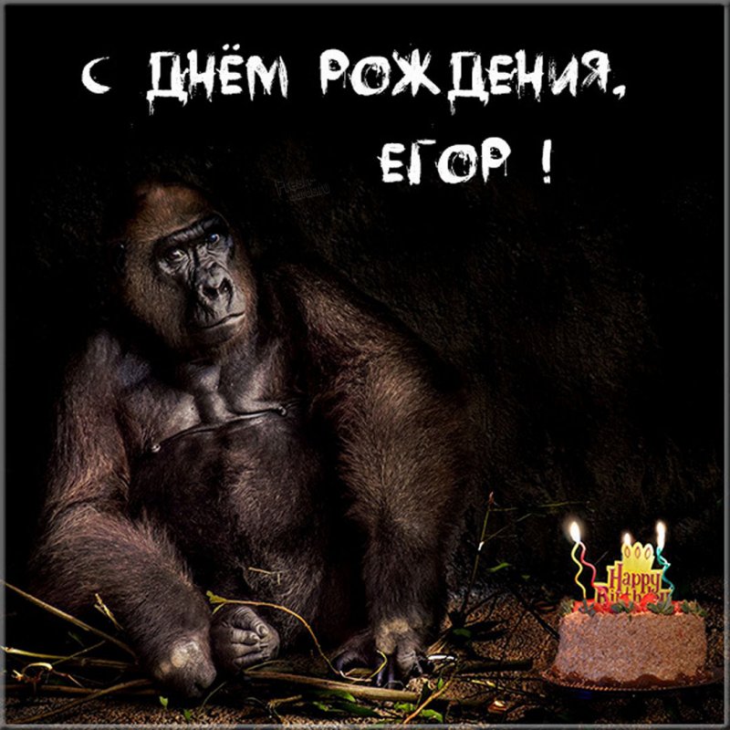 Прикольное фото с днем рождения Егор